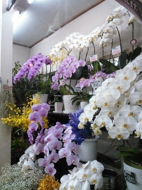 「花のエース」　（岩手県花巻市）の花屋店舗写真4