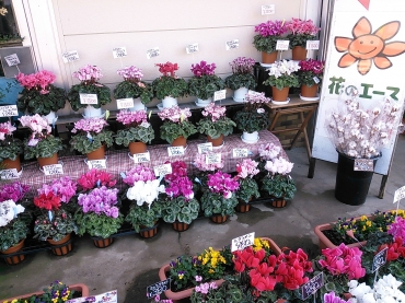 「花のエース」　（岩手県花巻市）の花屋店舗写真1